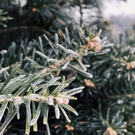 Pine Needles on a Tree