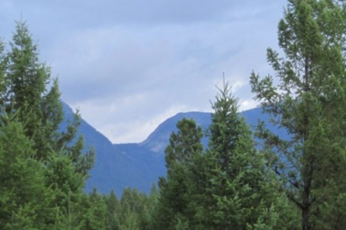 Trees with a mountain in the background
